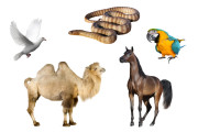 Dieren - Huren.nl - 1