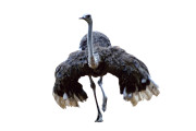 Struisvogel - Huren.nl - 2