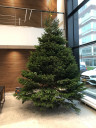 Kerstboom