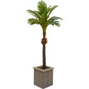 Planten, bloemen en bomen