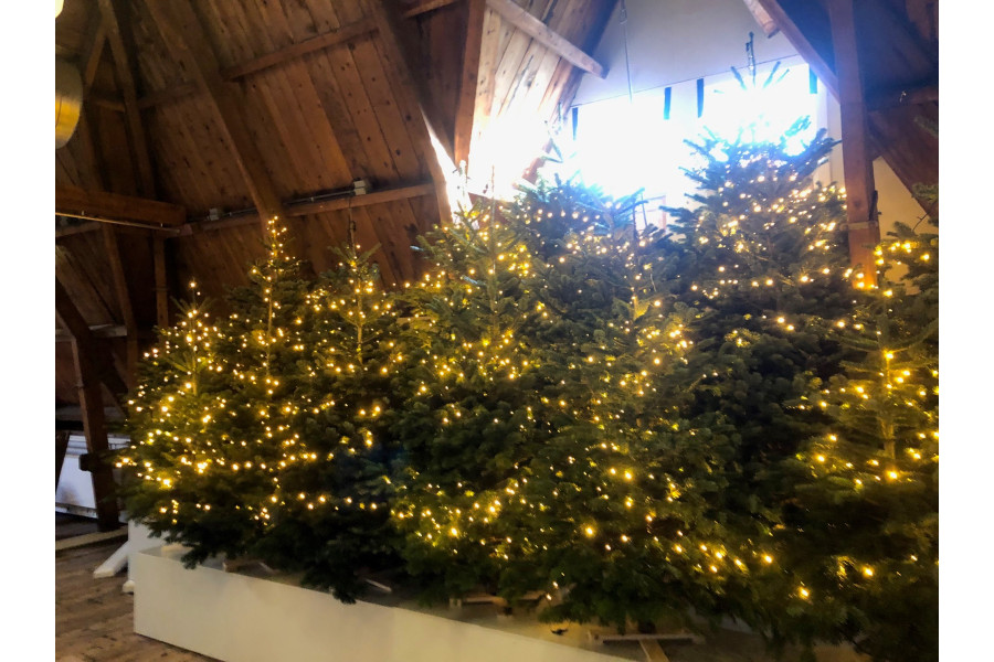 Kerstboom van 2 - 10 meter met / zonder verliching - Kupo Verhuur - 8